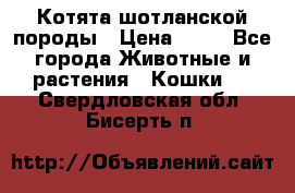 Котята шотланской породы › Цена ­ 40 - Все города Животные и растения » Кошки   . Свердловская обл.,Бисерть п.